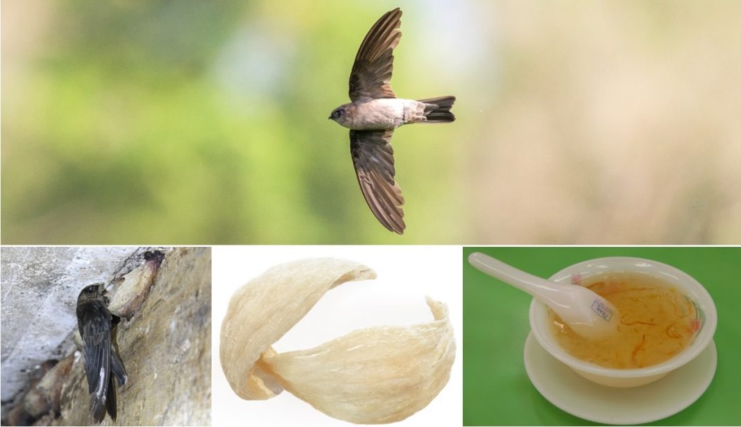 Hình thành yến sào